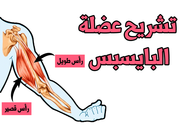 كل ما تحتاجه لتضخيم العضلة ذات الرأسين