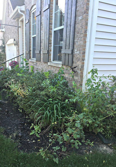 azalea bushes