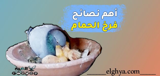 فرخ الحمام