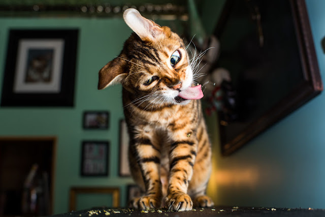 16 Pictures This Photographer Takes Photos Of Cats High On Catnip