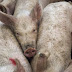 SUÍNOS: Nova desvalorização eleva competitividade da carne suína frente às concorrentes