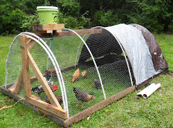 chicken pvc hoop tractors tractor waterer automatic homestead sunflower hill