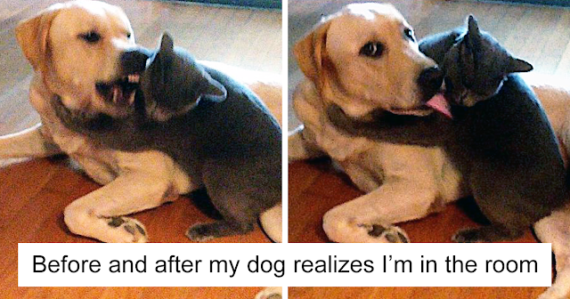 10+ Times Owners Wanted Cats And Dogs To Live Together, But It Didn’t Work Out As Planned