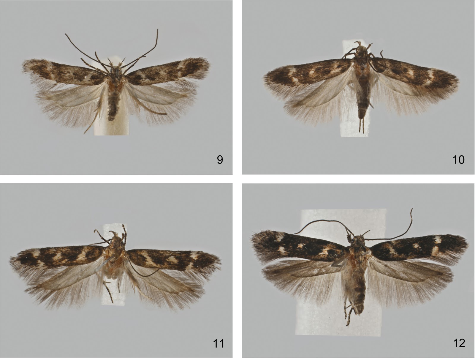 Pictures Of Moth Species