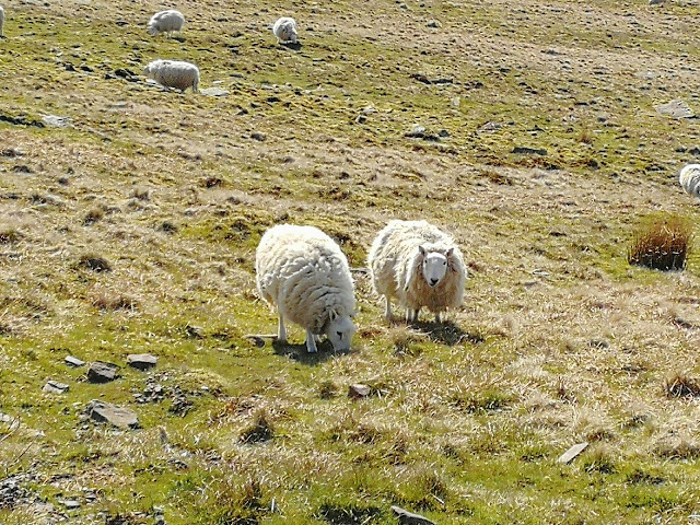 Brecon Beacons sheep, Pen y Fan sheep