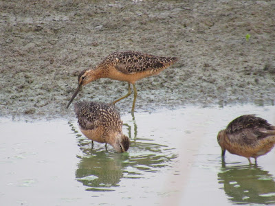 Sacramento National Wildlife Refuge auto tour