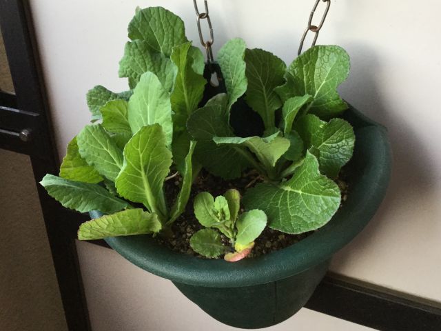 ぐりぐりももんがのうんちくゲレンデ行脚＆地方応援ブログ ハクサイ、キャベツ、ブロッコリー、コマツナ、ダイコン、カブ