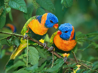 love birds image