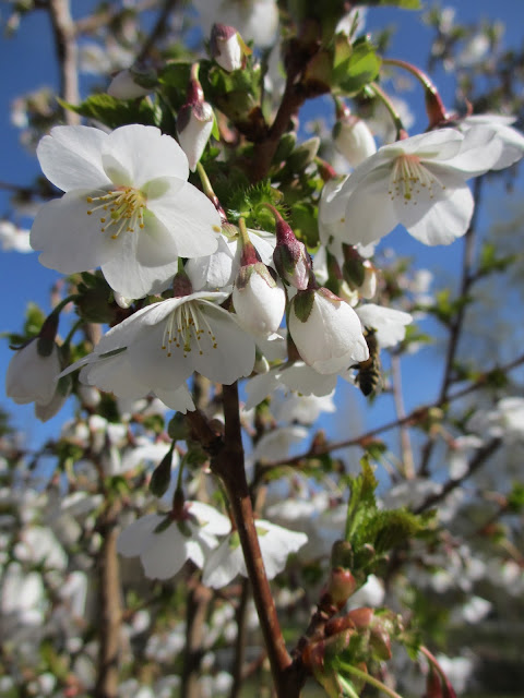 Prunus Umineko Prydnadskörsbär