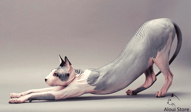 Pharaoh Cat Sphynx Cats