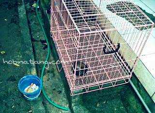  simpulan akhir ini berbagai pertanyaan kepada kami mengenai problem musang yang terkena Penyebab dan Cara Mengobati Musang Mencret