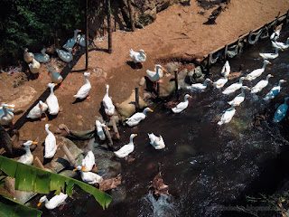 Herd Ducks Farm On The Edge Of A Small River Flow At The Village Ringdikit North Bali Indonesia