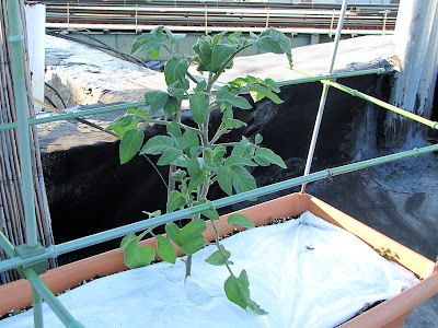 Bucolic Bushwick Rooftop Vegetable Garden Tomatoes