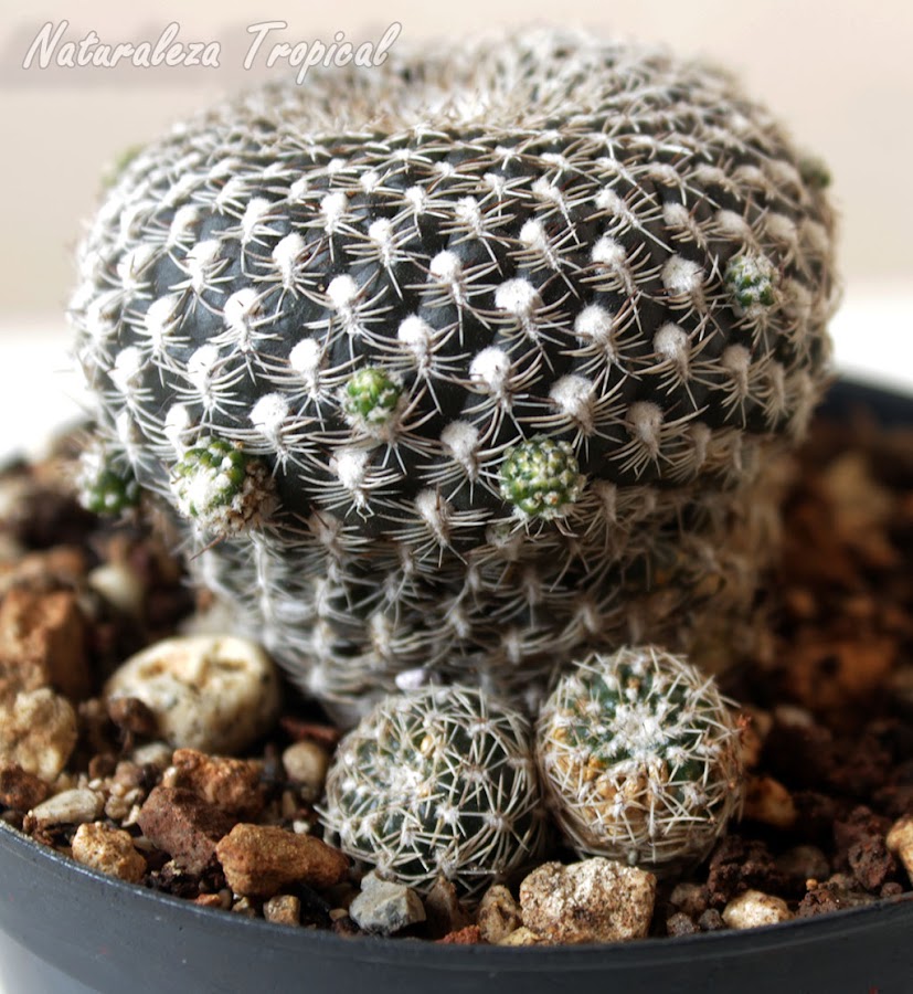 Cactus del género Rebutia con numerosos hijuelos en su tallo