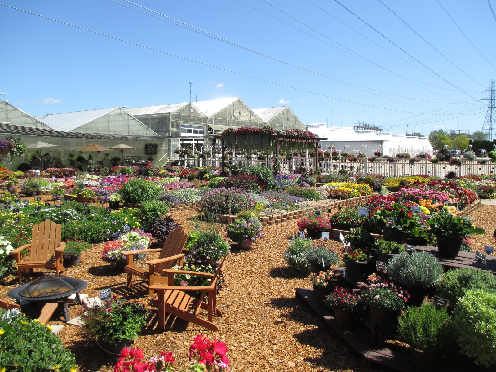 16+ meijer flowers and plants CairoCaryann