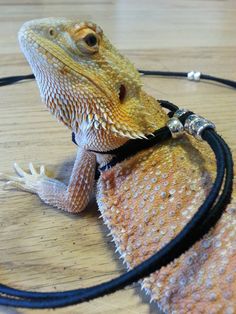 bearded-dragon-in-car-schedule.jpg