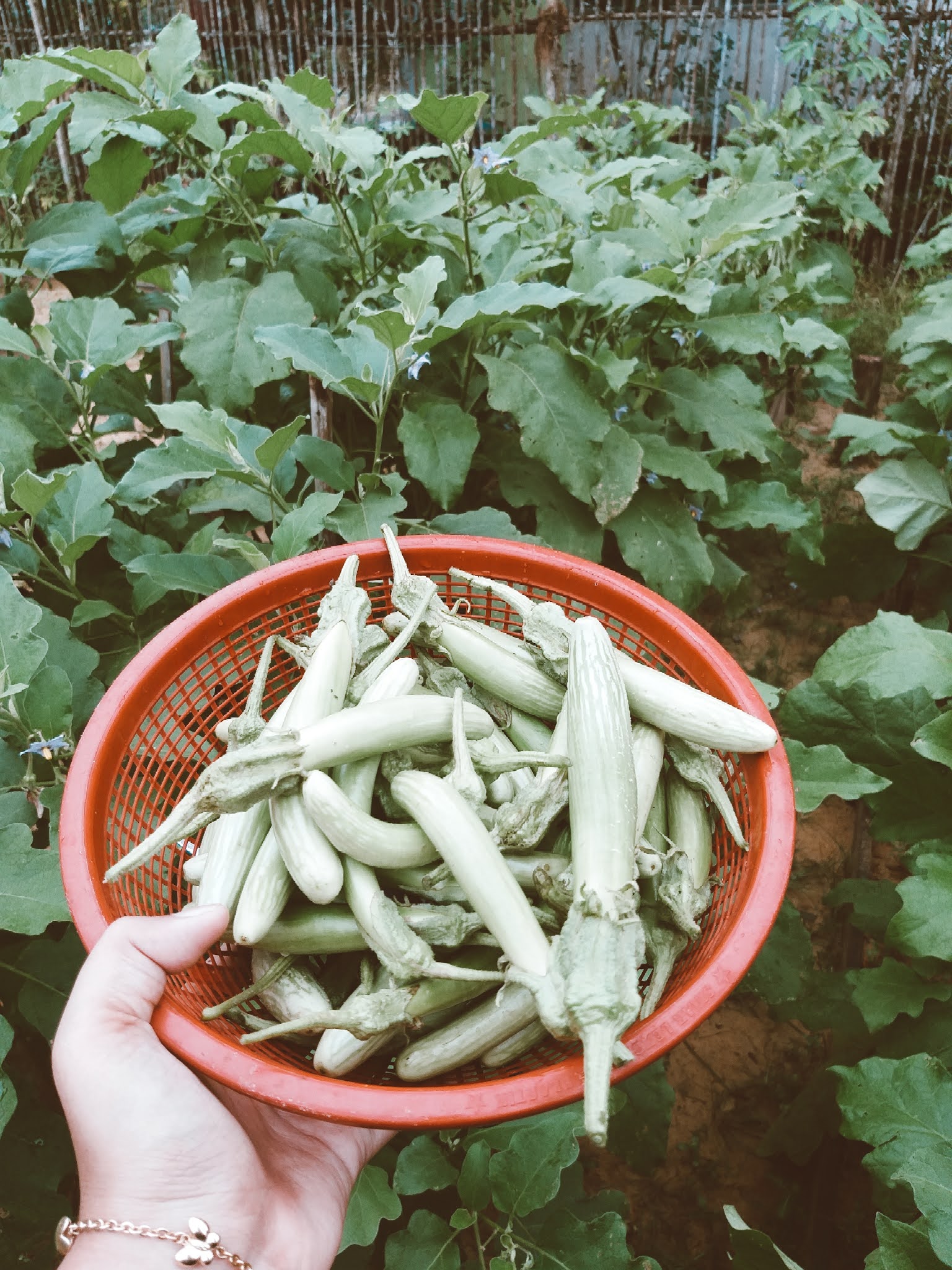 Menanam — bermonolog