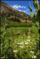 Hardy Geraiums off the trail with the Stream in the background Hardy Geraiums off the trail with the Stream in the background