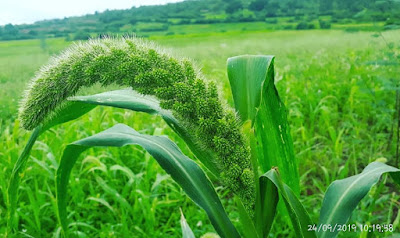 Panicle of Foxtail Millet after 73 days, Variety-SiA 3222