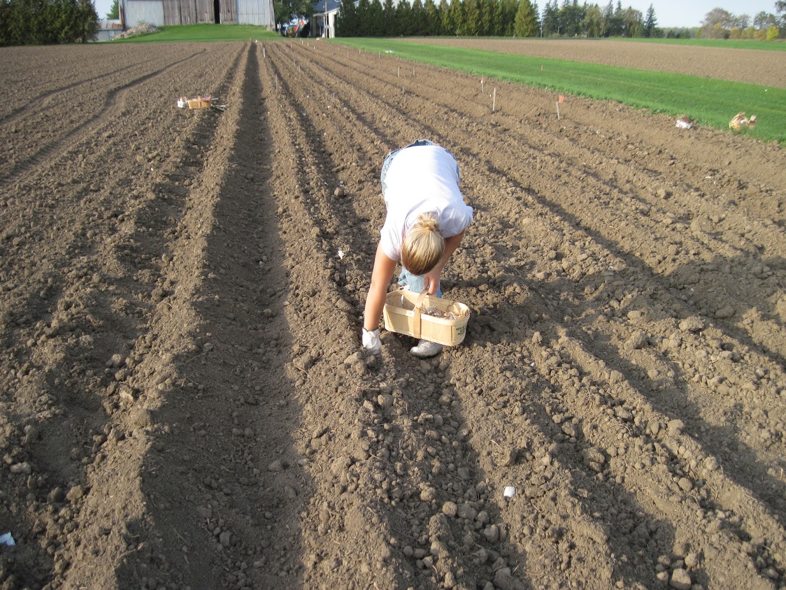 Growing Ontario Garlic Garlic Growing Guide