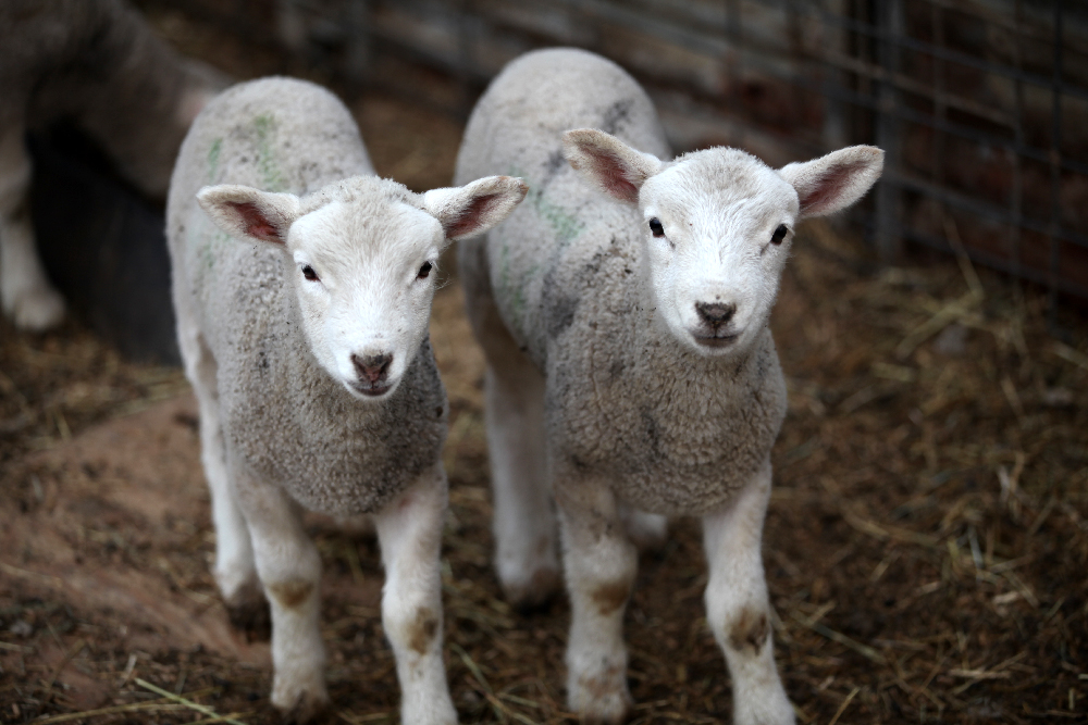 Getting Stitched on the Farm Late February Lambing Update Getting Stitched on the Farm Late February Lambing Update