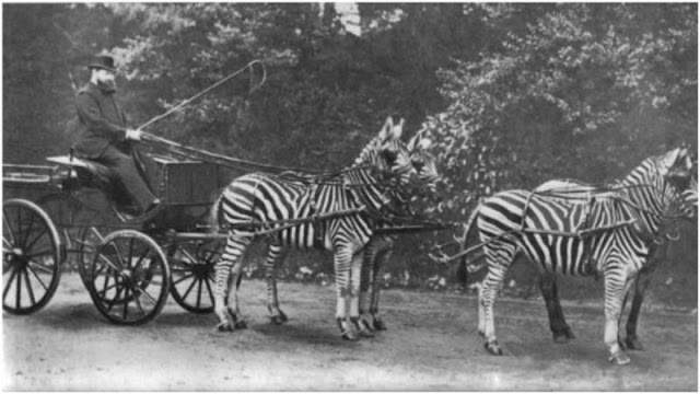 Ротшильд со своей знаменитой каретой зебры (Equus burchelli), на которой он приехал в Букингемский дворец, чтобы продемонстрировать публике ручной характер зебр.