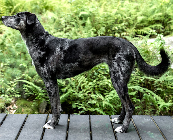 Catahoula Cur Great Pyrenees Catahoula Leopard Dog Mix Australian
