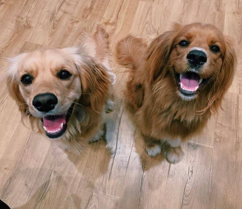 miniature golden retriever breeders