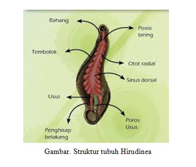 Klasifkasi Filum Annelida Blog Pak Pandani