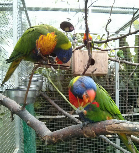 Honigpapagein im Tropenhaus