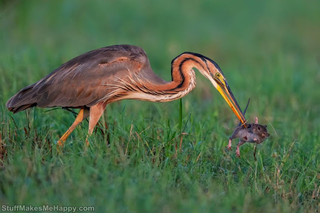 The face of death. (Photo by Massimiliano Apollo)