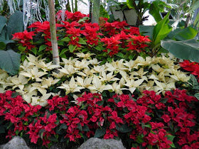 Allan Gardens Conservatory Christmas Flower Show 2014 layers red white poinsettias by garden muses-not another Toronto gardening blog