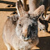 5 destinations to see kangaroo