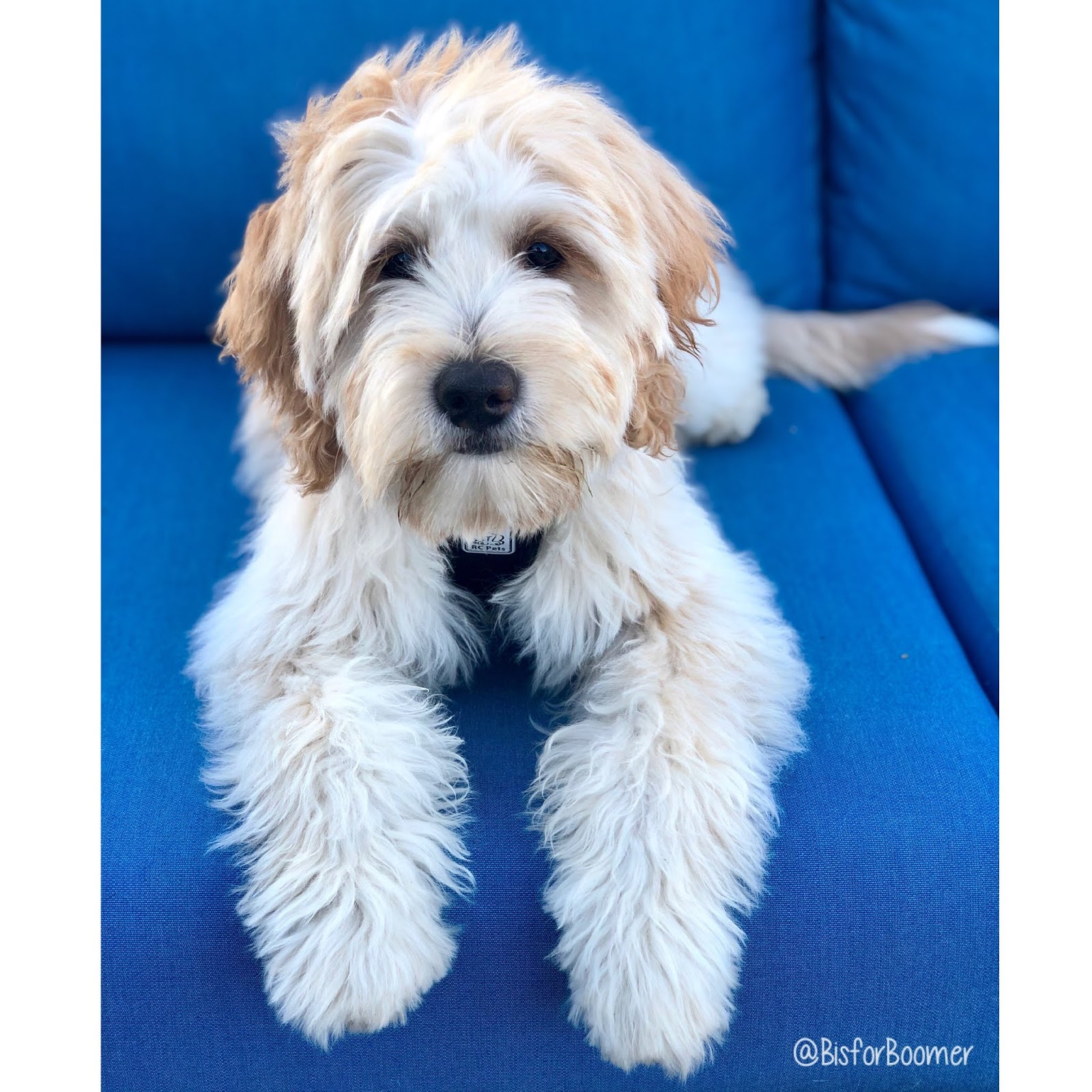 Yesteryear Acres Doodle Days Blue Eyed Beauty