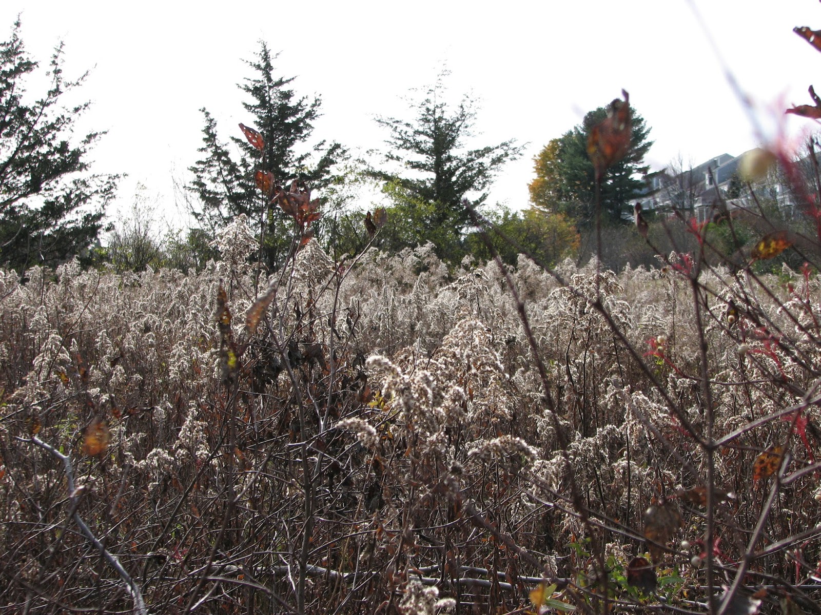 South Burlington, VT. Wheeler Nature Park Oct 27 Photos Litter with