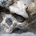 Rare Skull Sparks Human Evolution Controversy