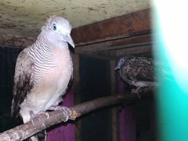 Ciri Perkutut Katuranggan Brahma Kukup Ciri Perkutut Katuranggan Brahma Kukup