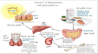 دورة فيتامين د في الجسم