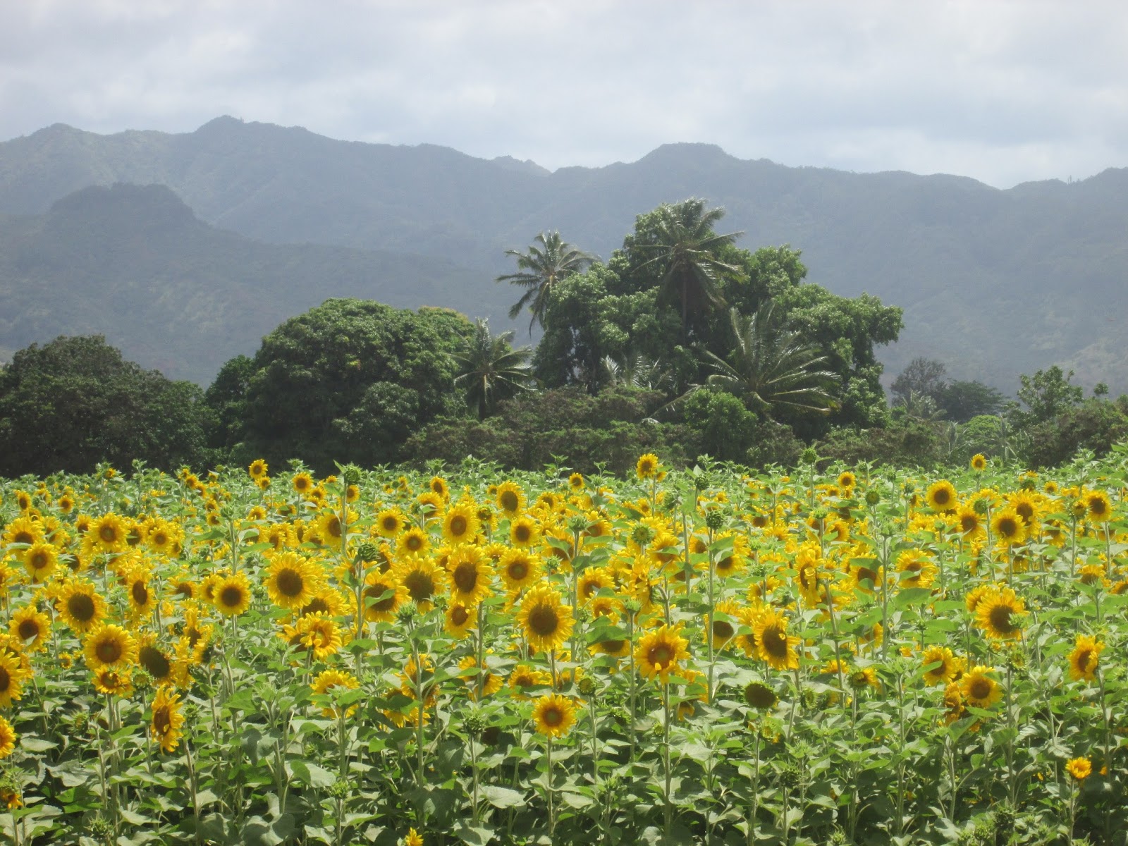 Aloha On My Mind Aloha to Pupukea Boy Scout Camp