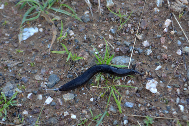 black slug