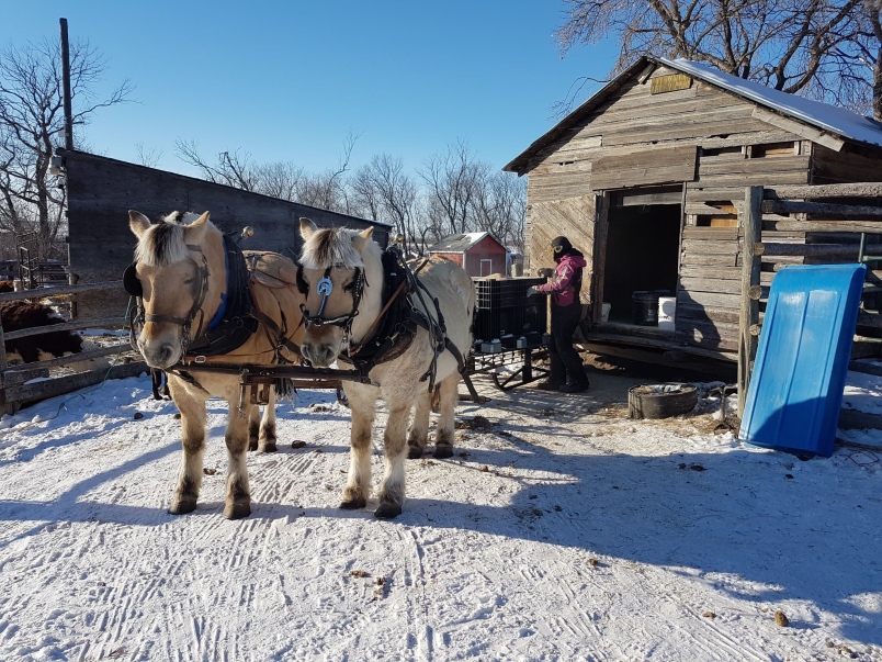chore-horses-at-work-in-the-cold-0.jpg