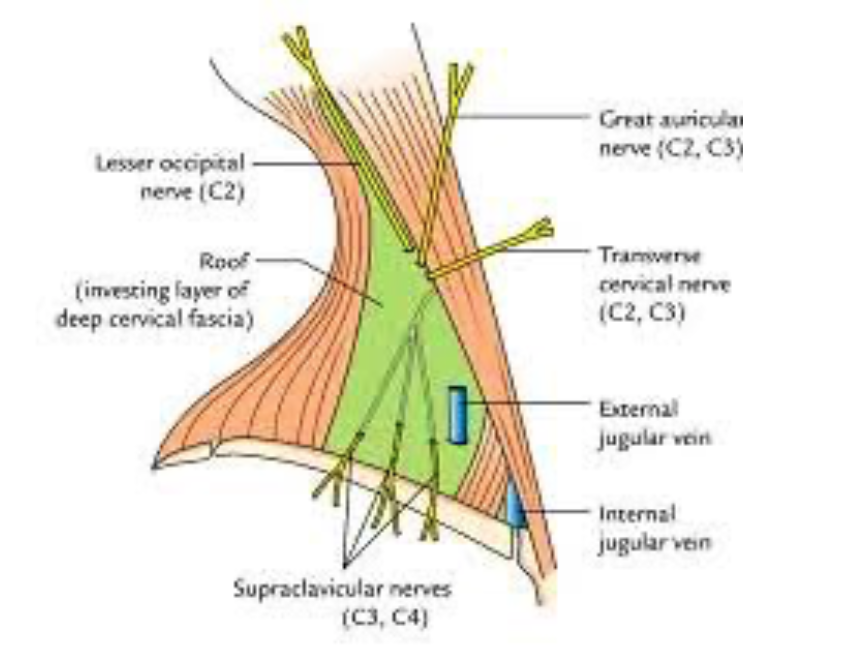 Human Anatomy Lessons Posterior Triangle