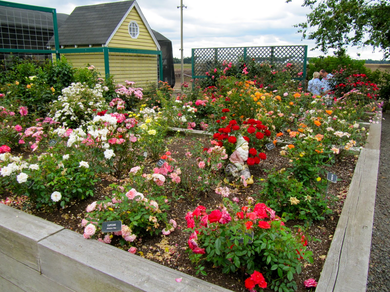 Teresa Kasner: Heirloom Rose Gardens & My Homespun Yarn