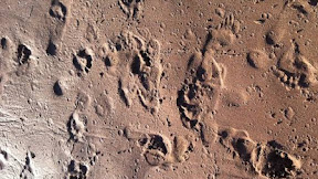 Amalan Supaya Lamaran di Terima dan Calon Mertua Menyetujui Hubungan