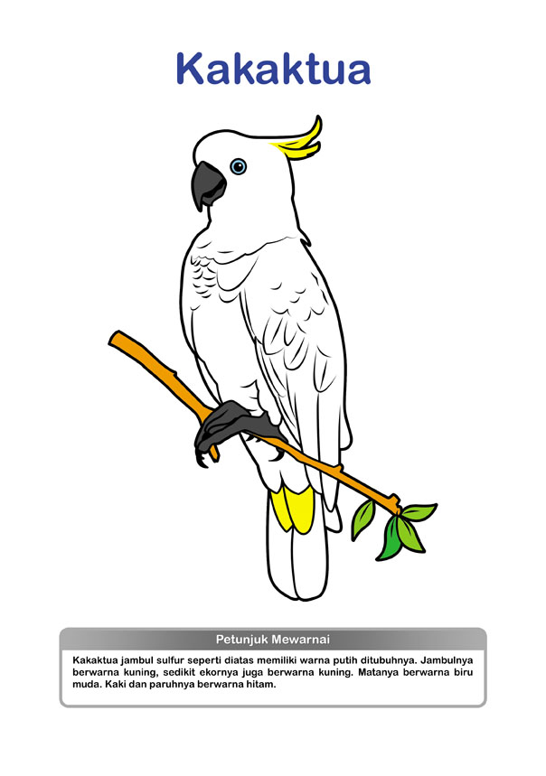 Photokabalfalah Mewarnai Gambar Burung Kakak Tua