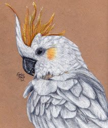 bird drawings drawing pencil colored birds draw cockatoo deviantart easy parrots painting sketches inspiration animal works step webneel coloured paintings