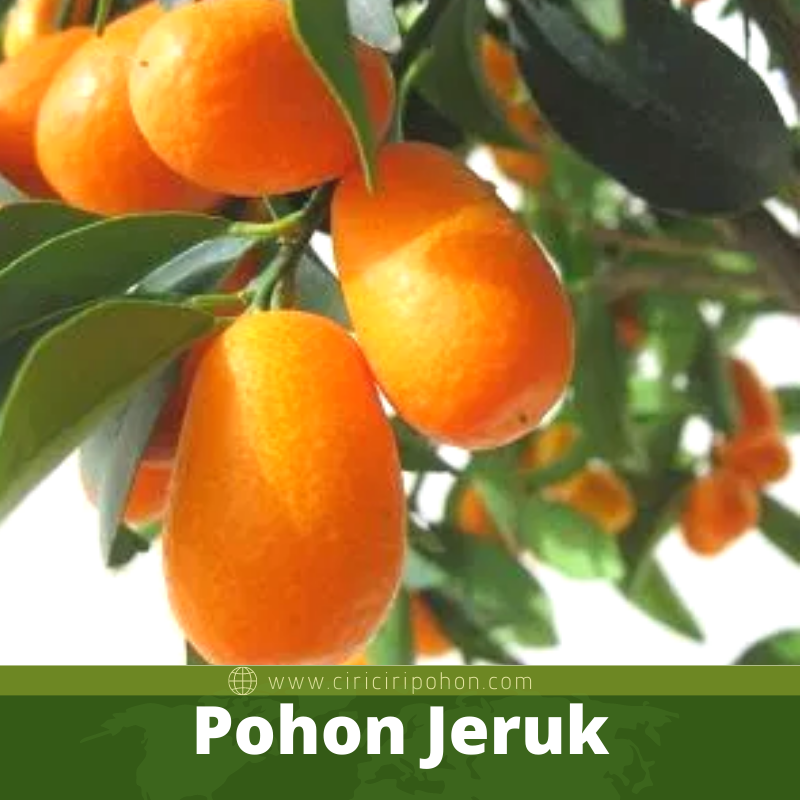 Pohon Jeruk Nagami