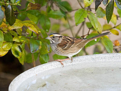 Photo of White-throated Sparrow on bird bath Photo of White-throated Sparrow on bird bath
