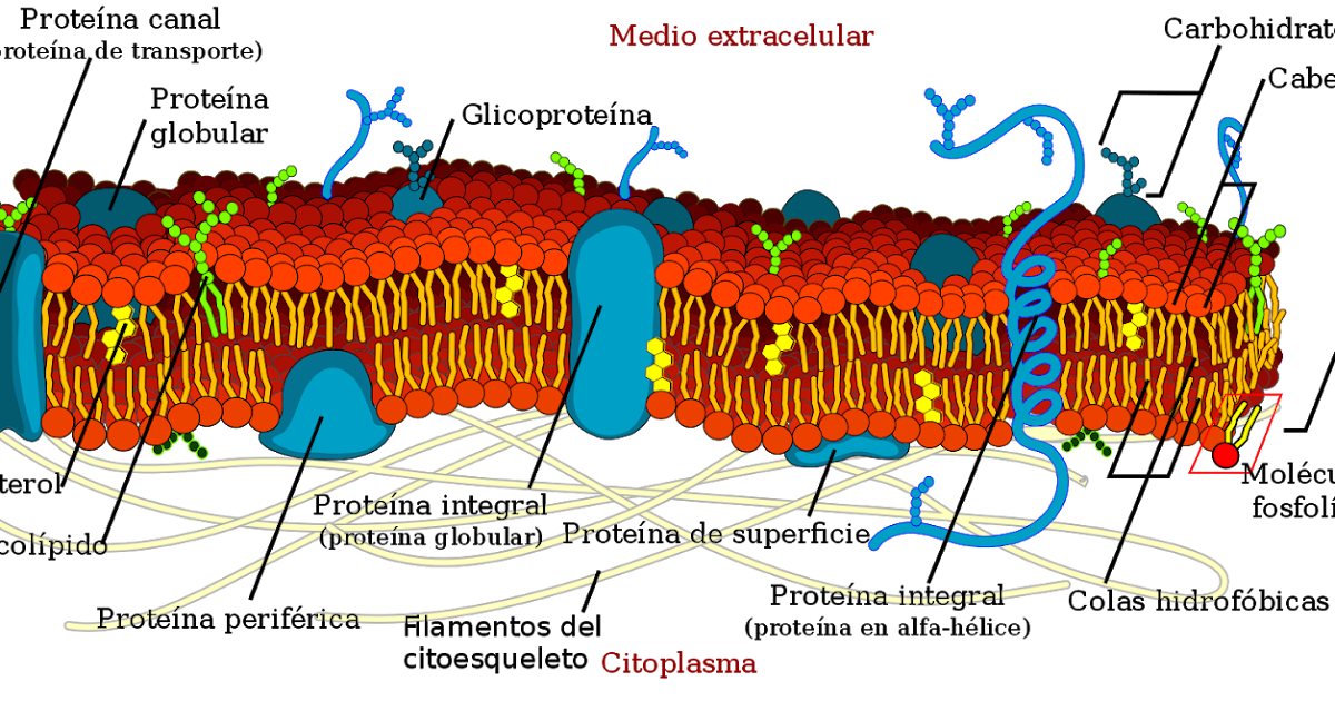 BiologÍa 24 De Mayo Bi Membrana Celular