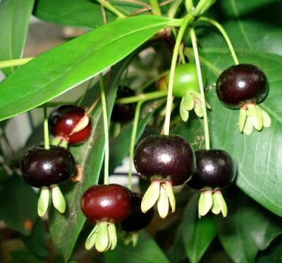 Cherry mới tại Việt Nam Cherry-brazil